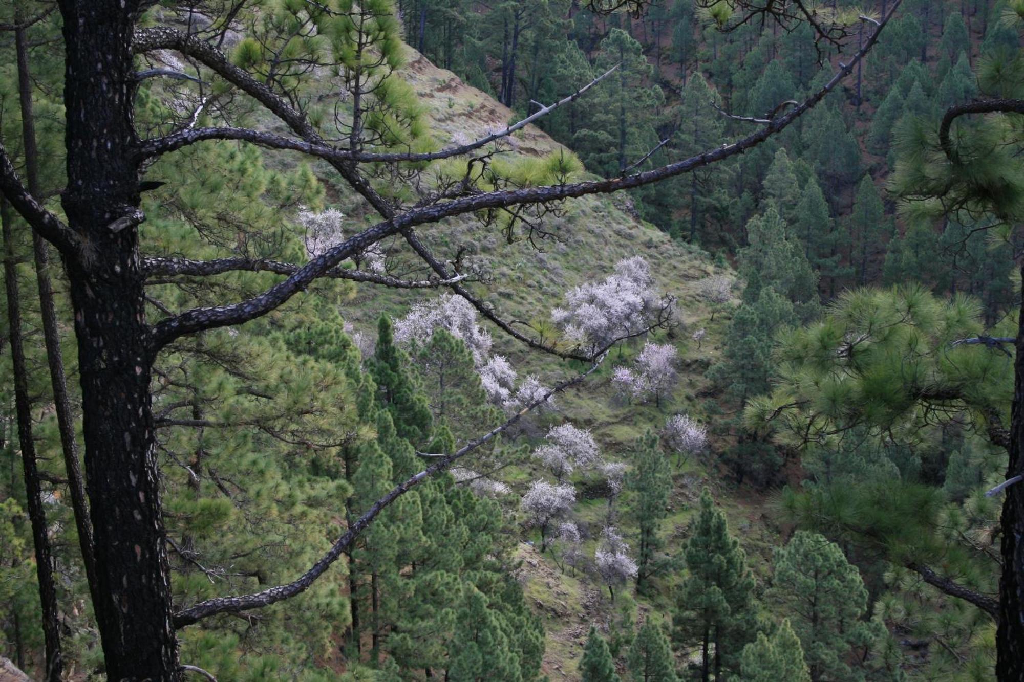 Casa Rural El Riachuelo Garafía 外观 照片